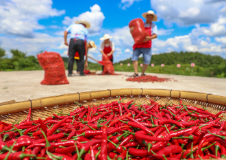 Laos Grows China’s Peppers, Spicing Up Global Trade